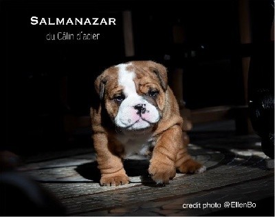 Salmanazar du Câlin d Acier 