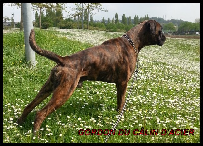 Gordon du câlin d'acier