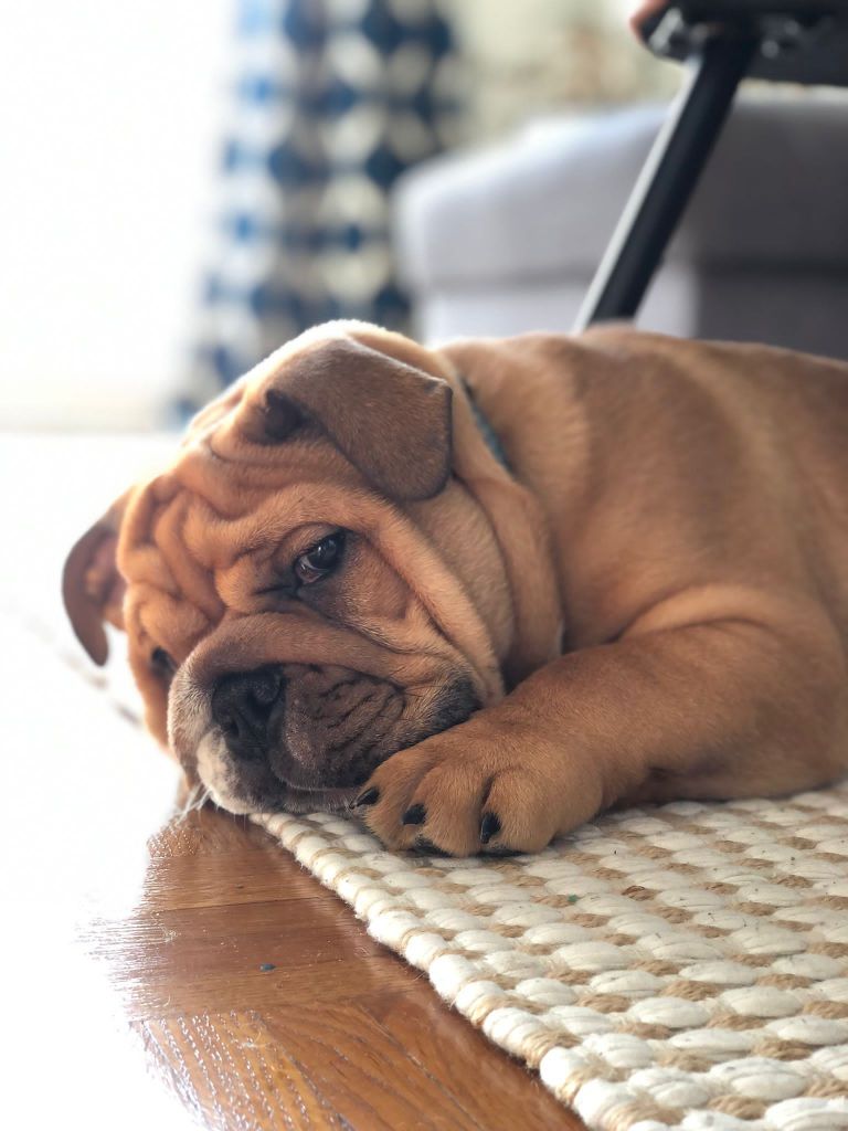 Sir reginald dit reggie du câlin d'acier