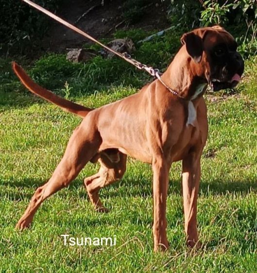 Tsunami du câlin d'acier