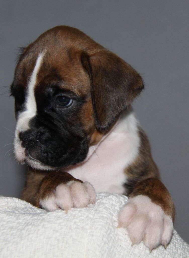 MAGNIFIQUES CHIOTS BOXER A RESERVER