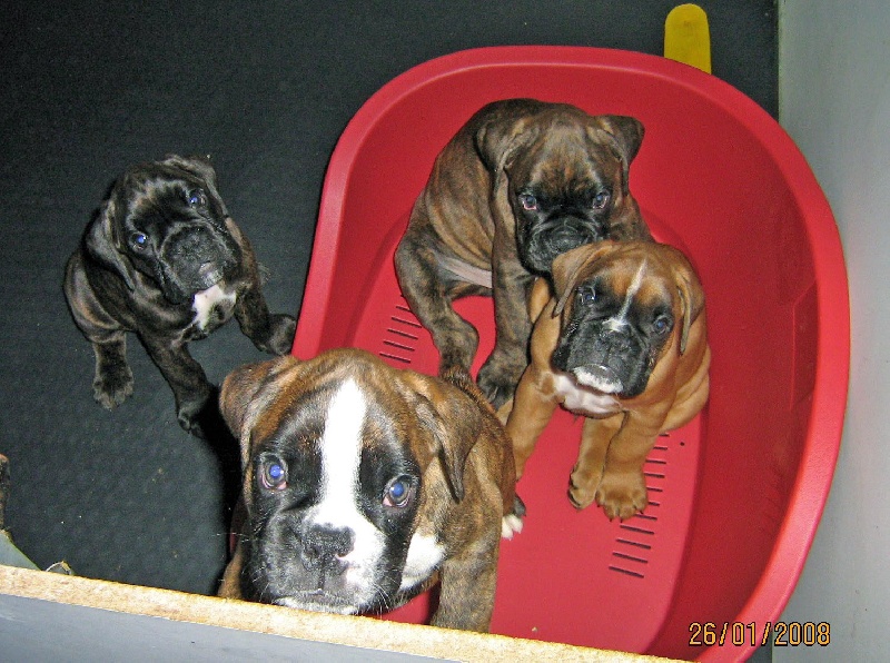 LES FRERES ET SOEURS DE MES BOXERS