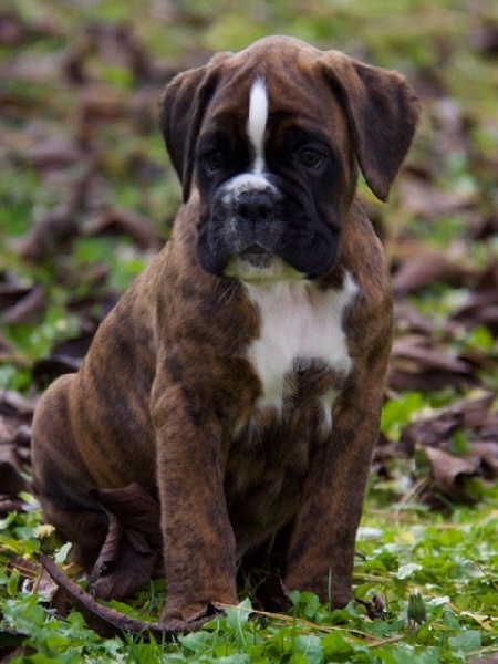du câlin d'acier - Boxer - Portée née le 16/10/2015
